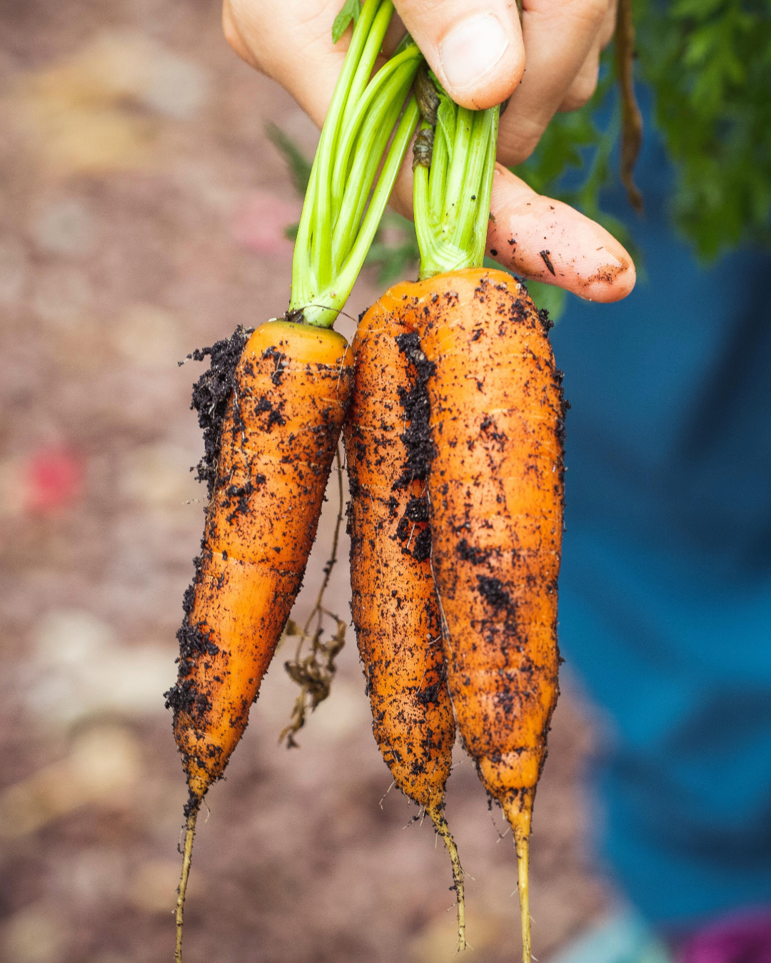 Je cultive moi-même mes légumes
