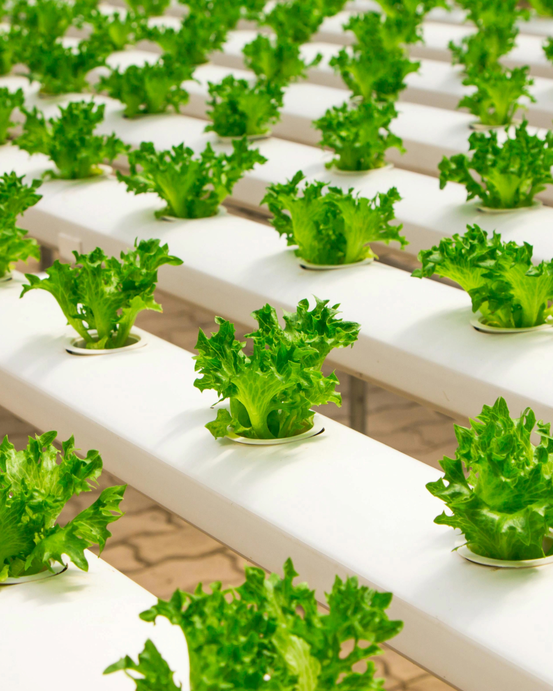 Je cultive moi-même mes légumes