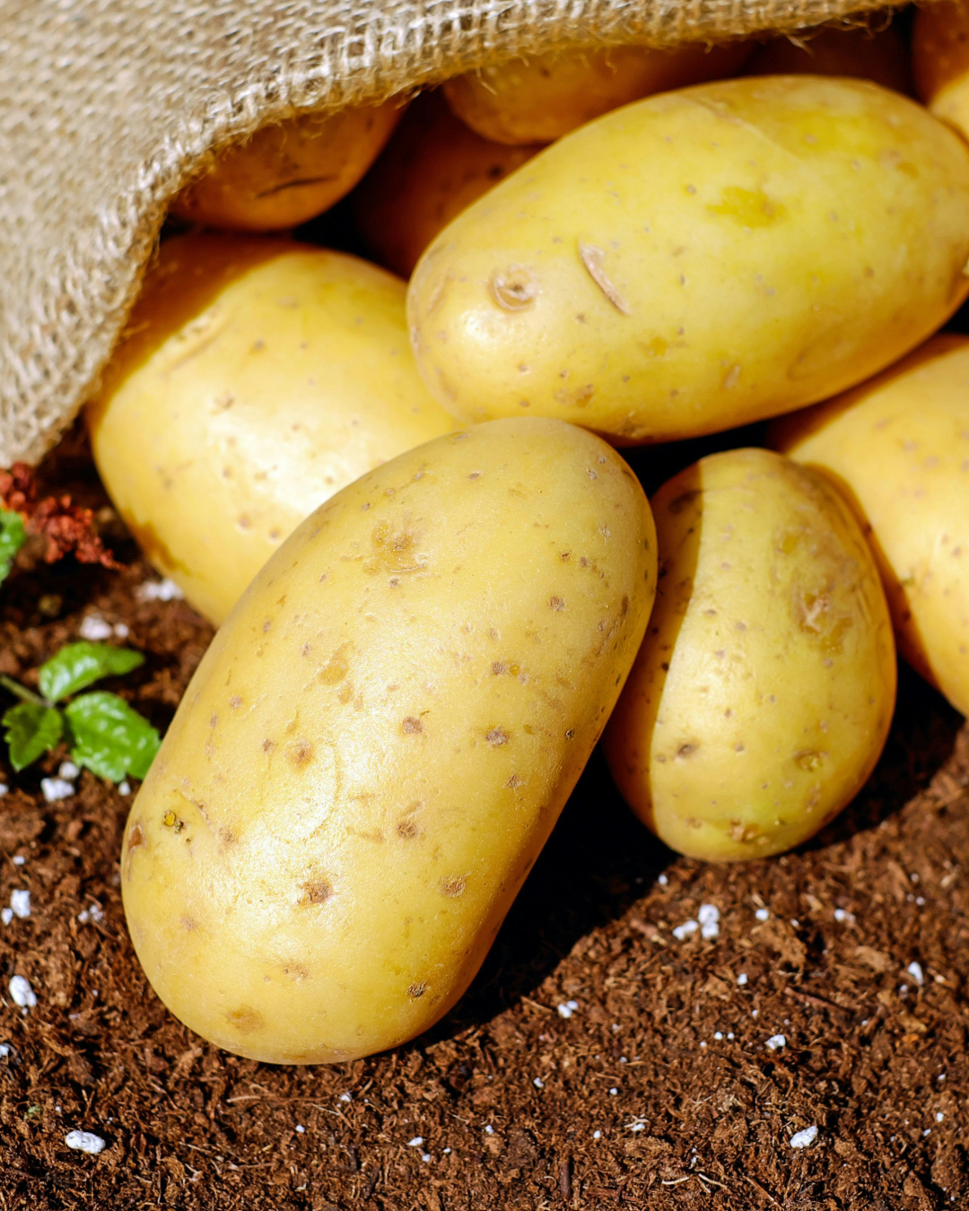 Je cultive moi-même mes légumes